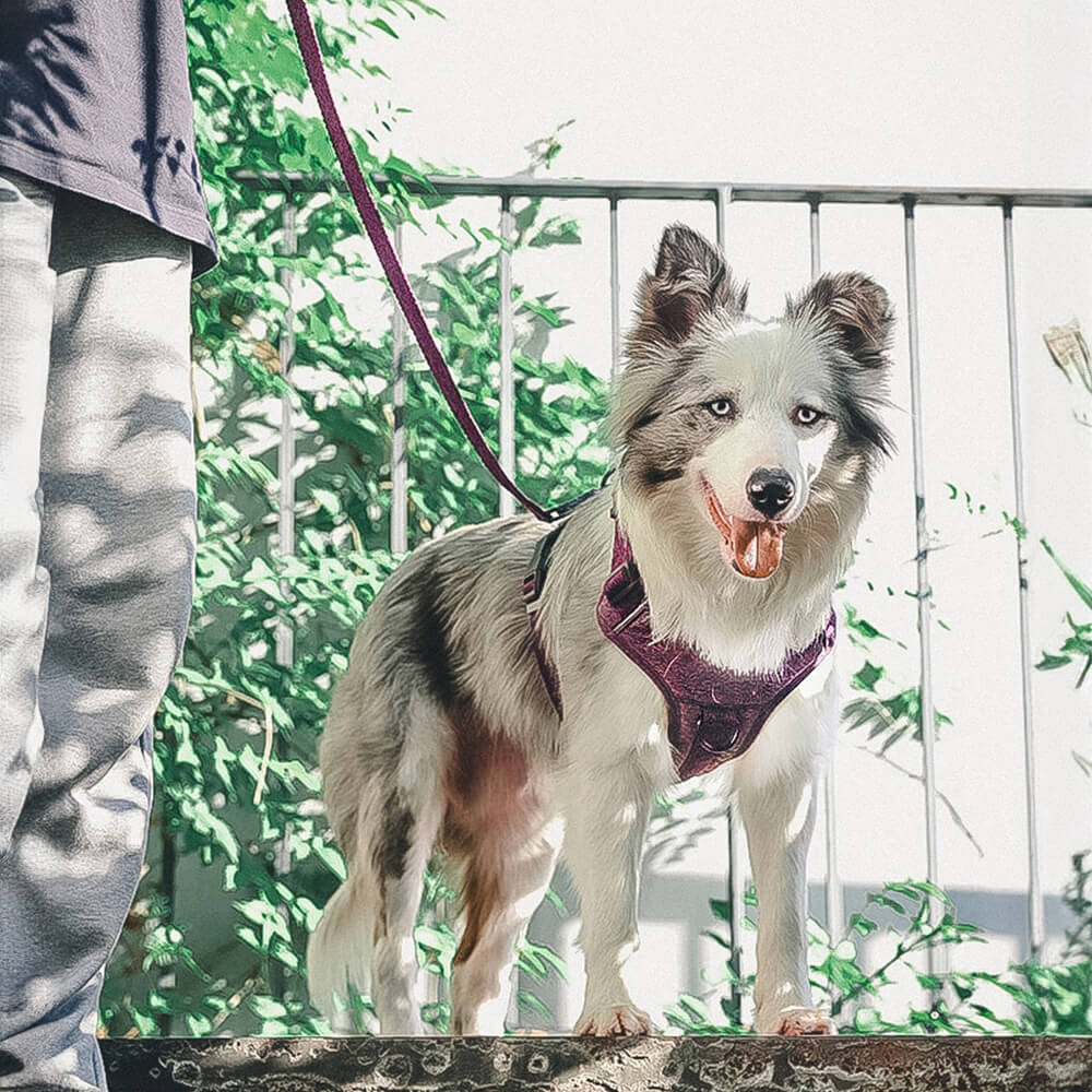 Eco-friendly Recycled Fabric No-Pull Dog Harness and Leash