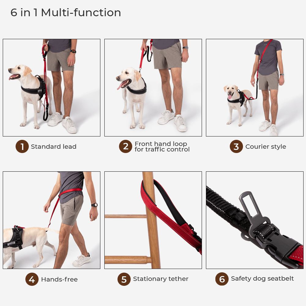 Swag & Safe Cool Dog Accessories Walk Set